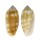 MITRIDAE PTERYGIA CRENULATA shell