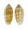 MITRIDAE PTERYGIA CRENULATA shell