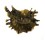 GRYPHAEIDAE HYOTISSA HYOTIS shell
