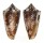 CONIDAE CONUS LOCUMTENENS shell