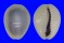 CYPRAEIDAE MONETARIA ANNULUS shell