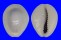 CYPRAEIDAE MONETARIA ANNULUS shell