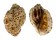 HARPIDAE HARPA ARTICULARIS shell
