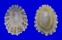 PATELLIDAE PATELLA PERONII shell