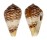 CONIDAE CONUS RETICULATUS shell