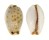 CYPRAEIDAE EROSARIA GANGRANOSA shell