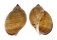 TONNIDAE TONNA PERDIX shell