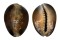 CYPRAEIDAE CYPRAEA CAPUTSERPENTIS shell
