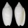 OLIVIDAE OLIVA RETICULARIS OLORINELLA shell