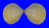 CARDIIDAE LAEVICARDIUM ELATUM shell