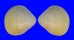 CARDIIDAE LAEVICARDIUM ELATUM shell