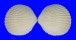 CARDIIDAE TRACHYCARDIUM FLAVUM shell