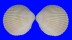 CARDIIDAE TRACHYCARDIUM FLAVUM shell