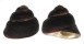 TROCHIDAE CHLOTOSTOMA ARGYROSTOMA shell