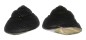 TROCHIDAE CHLOTOSTOMA ARGYROSTOMA shell