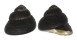 TROCHIDAE CHLOTOSTOMA ARGYROSTOMA shell