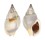 NASSARIIDAE NASSARIUS DORSATUS shell