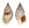 NASSARIIDAE NASSARIUS DORSATUS shell