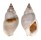 NASSARIIDAE NASSARIUS DORSATUS shell