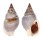 NASSARIIDAE NASSARIUS DORSATUS shell
