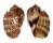 HARPIDAE HARPA HARPA shell
