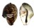 CYPRAEIDAE CYPRAEA TIGRIS shell