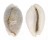 CYPRAEIDAE EROSARIA BOIVINI shell