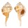 RANELLIDAE CYMATIUM SPRINGSTEENI shell
