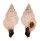 FASCIOLARIIDAE PERISTERNIA cf.USTULATA shell