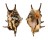 STROMBIDAE LAMBIS LAMBIS shell