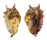 STROMBIDAE LAMBIS MILLEPEDA shell
