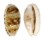 CYPRAEIDAE TALOSTOLIDA PELLUCENS PELLUCENS shell