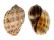 HARPIDAE HARPA MAJOR shell