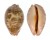 CYPRAEIDAE LEPOCYPRAEA MAPPA GEOGRAPHICA MARESINICA shell