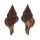 FASCIOLARIIDAE LATIRUS PEARSONI shell