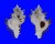 MURICIDAE CHICOREUS BRUNNEUS shell