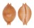 CYPRAEIDAE PUSTULARIA CHIAPPONII BEATRICAE shell