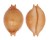CYPRAEIDAE PUSTULARIA CHIAPPONII BEATRICAE shell
