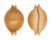 CYPRAEIDAE PUSTULARIA CHIAPPONII BEATRICAE shell