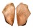 PINNIDAE PINNA SACCATA shell