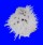 SPONDYLIDAE SPONDYLUS NICOBARICUS CILIATUS shell