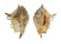 STROMBIDAE LAMBIS LAMBIS shell
