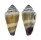 CONIDAE CONUS MURICULATUS shell
