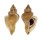 MURICIDAE CERATOSTOMA INORNATUM shell