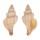 MURICIDAE BEDEVA PAIVAE shell