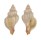 MURICIDAE BEDEVA PAIVAE shell