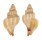 MURICIDAE BEDEVA PAIVAE shell