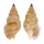 NASSARIIDAE PHOS HIRASEI shell