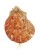 SPONDYLIDAE SPONDYLUS MAESTRATII shell