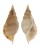STROMBIDAE TIBIA CANCELLATA shell
